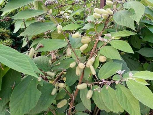 giới thiệu cây an xoa hòa bình 2