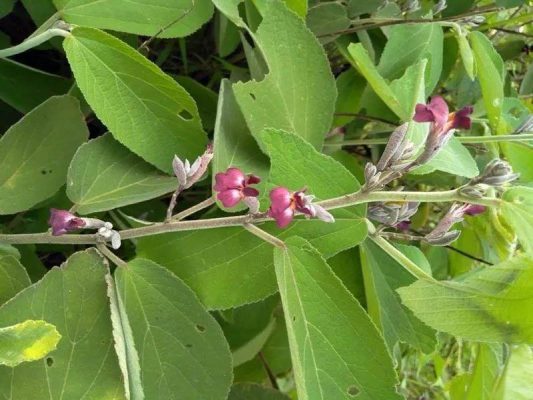 Anh Tuấn giảm xơ gan nhờ dùng cây an xoa hoa tím view 2