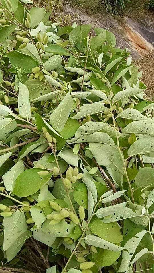 Cây an xoa hỗ trợ điều trị gan nhiễm mỡ view 1