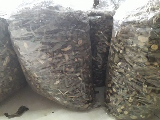 Mua cây an xoa ở đâu tốt nhất? view 1