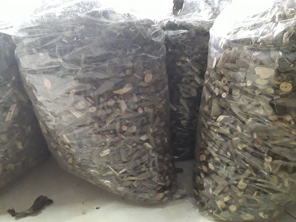 Mua cây an xoa ở đâu tốt nhất? view 1