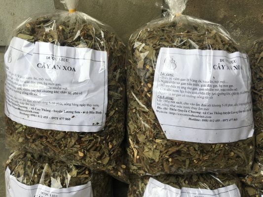 Cách sử dụng cây an xoa hiệu quả nhất