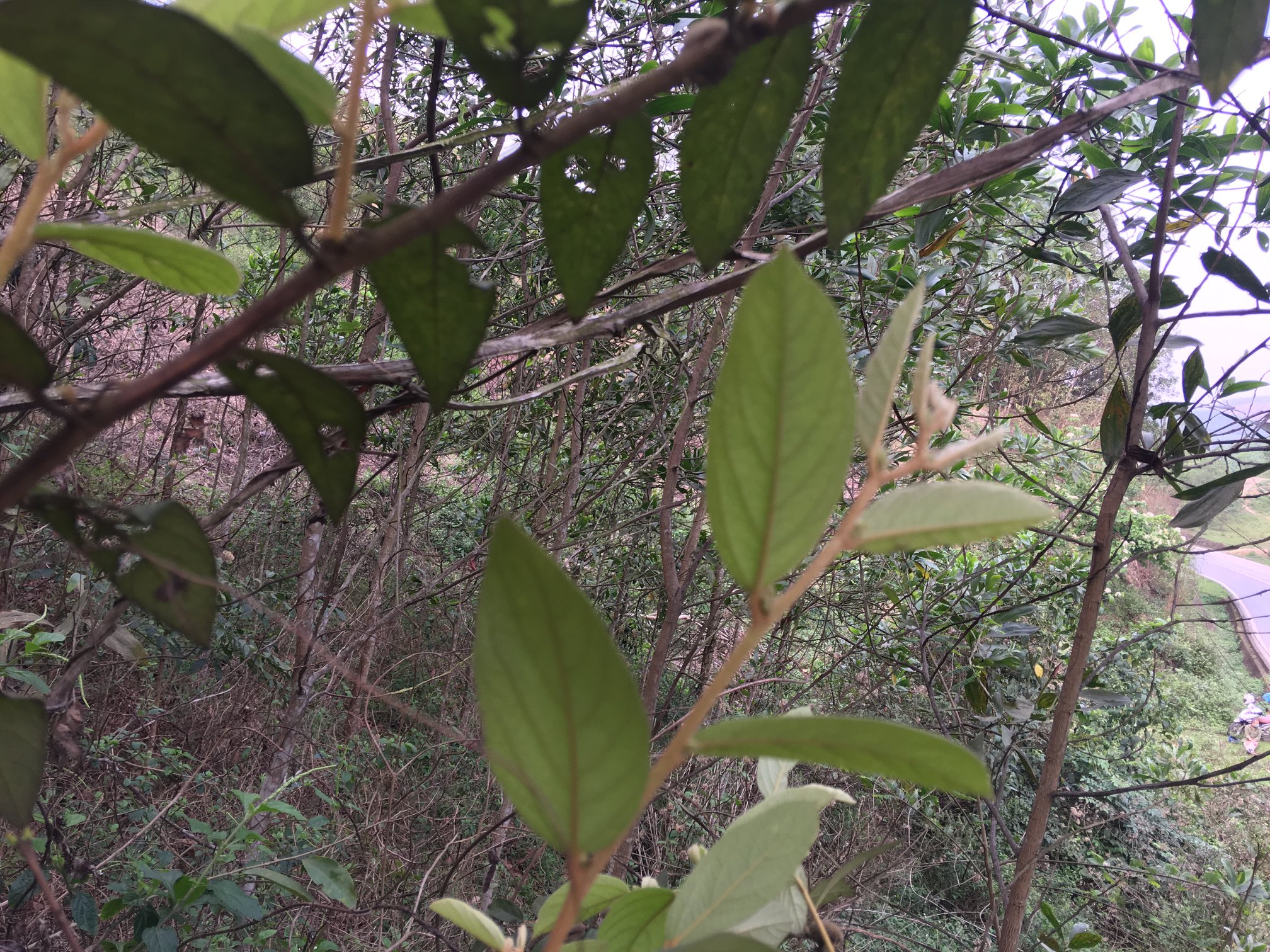 Mua bán cây an xoa tại Thái Bình giao hàng nhanh View 2