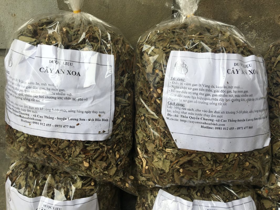 Phân phối sỉ lẻ cây an xoa tại Hưng Yên