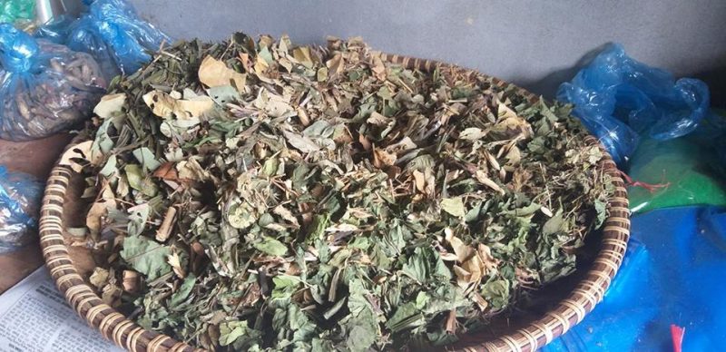 Mua bán cây an xoa tại Cần Thơ hỗ trợ chữa viêm gan B