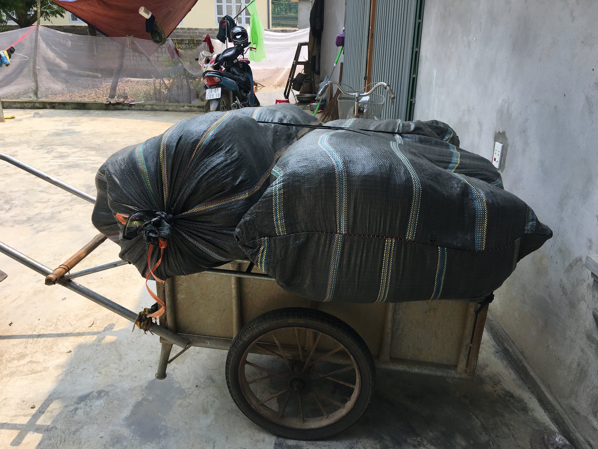 Mua bán cây an xoa tại Đà Nẵng hỗ trợ giải độc gan view 2