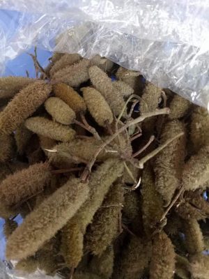 Phân phối sỉ lẻ cây an xoa tại Quảng Ngãi giá rẻ