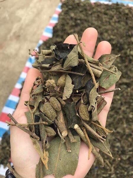 Địa chỉ Mua bán cây giống an xoa tại Thanh Hóa