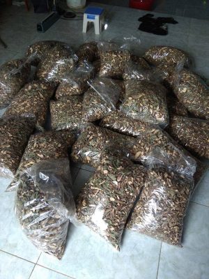 Mua bán cây an xoa tại Tiền Giang