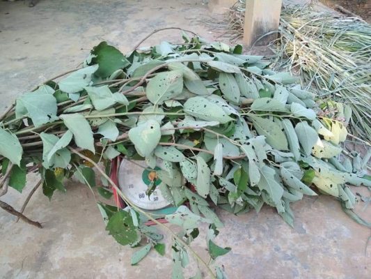 Mua bán cây an xoa tại Đồng Nai
