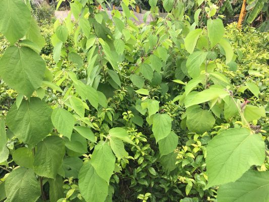 Mua bán cây An Xoa tại Đồng Tháp giá rẻ
