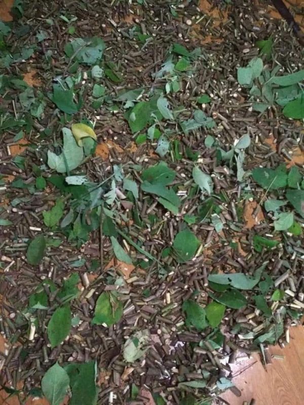 Mua bán cây an xoa tại Hà Giang