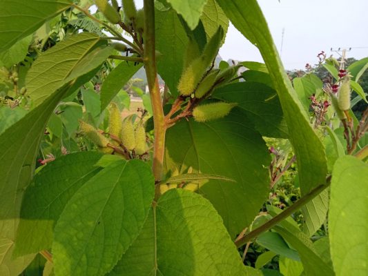 Mua bán cây an xoa tại Quảng Bình