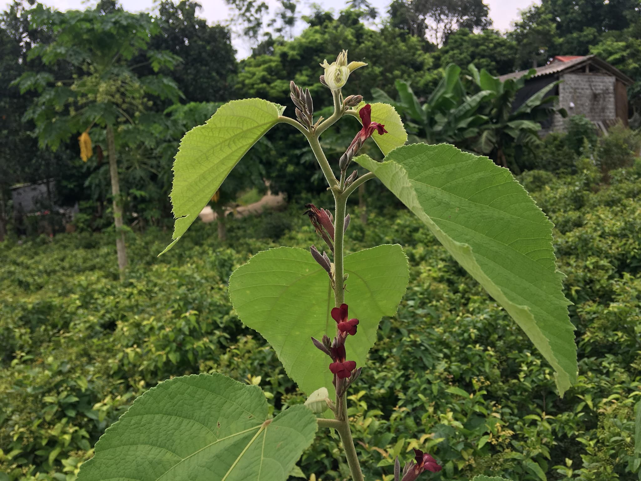 Mua bán cây an xoa tại Cà Mau 