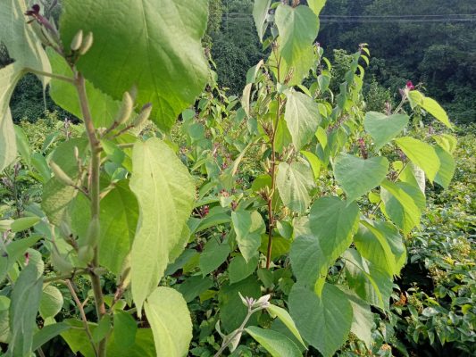 Mua bán cây an xoa tại đắk nông