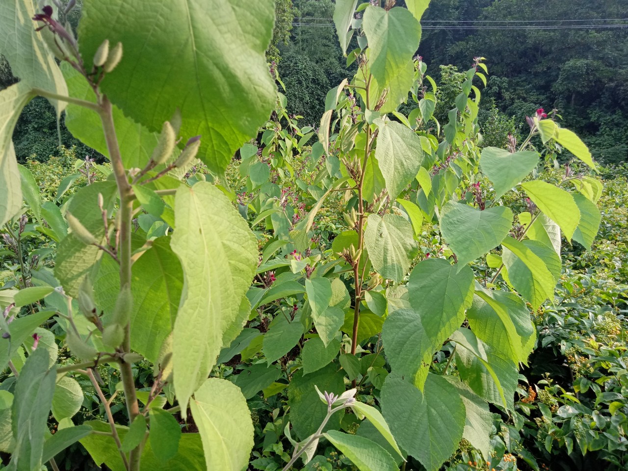 Mua bán cây an xoa tại đắk nông