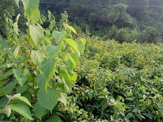 Mua bán cây an xoa tại Sóc Trâng