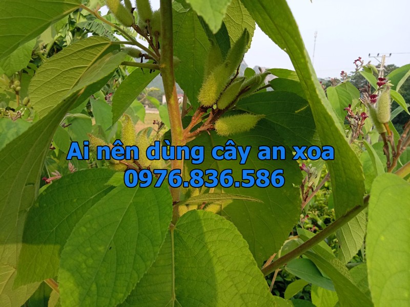 Ai nên dùng cây an xoa
