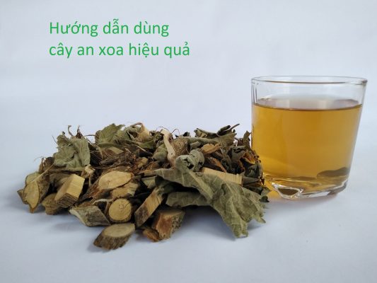 Hướng dẫn cách dùng cây an xoa hiệu quả