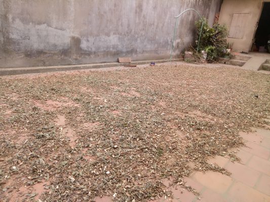 Mua bán cây an xoa tại Lào Cai giúp chữa viêm gan C