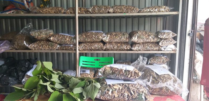 Địa chỉ mua bán cây an xoa tại Cao Bằng