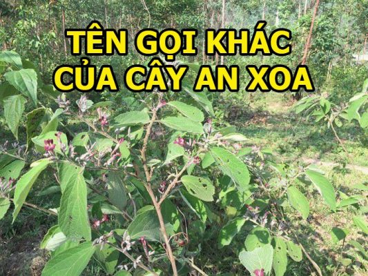 Cây an xoa với những tên gọi khác là gì?