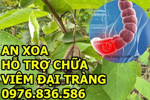 Cây An xoa hỗ trợ chữa viêm đại tràng hiệu quả 1