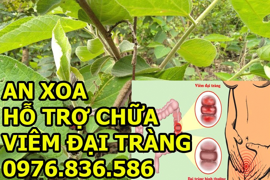 Cây An xoa hỗ trợ chữa viêm đại tràng hiệu quả 2