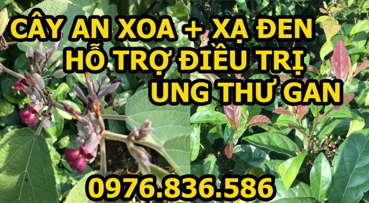 Hướng dẫn kết hợp cây xạ đen và an xoa hỗ trợ điều trị ung thư Gan