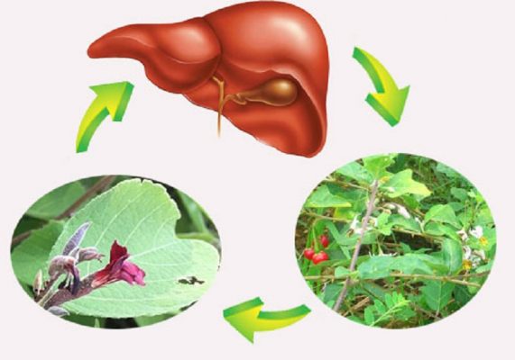Cây An xoa kết hợp cà gai leo hỗ trợ điều trị ung thư Gan giai đoạn cuối