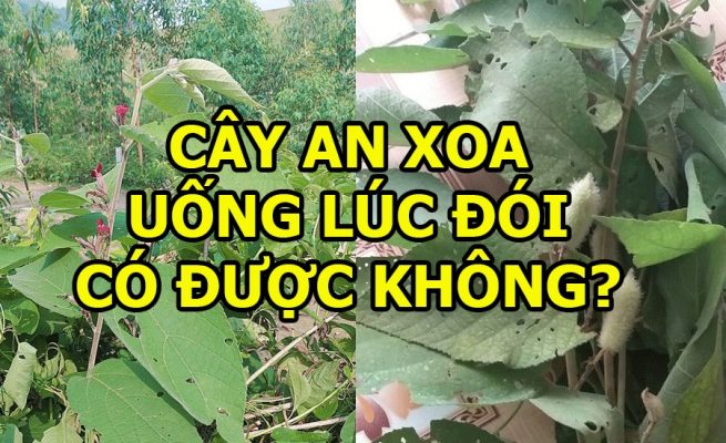 Cây an xoa uống lúc đói có được không? 1