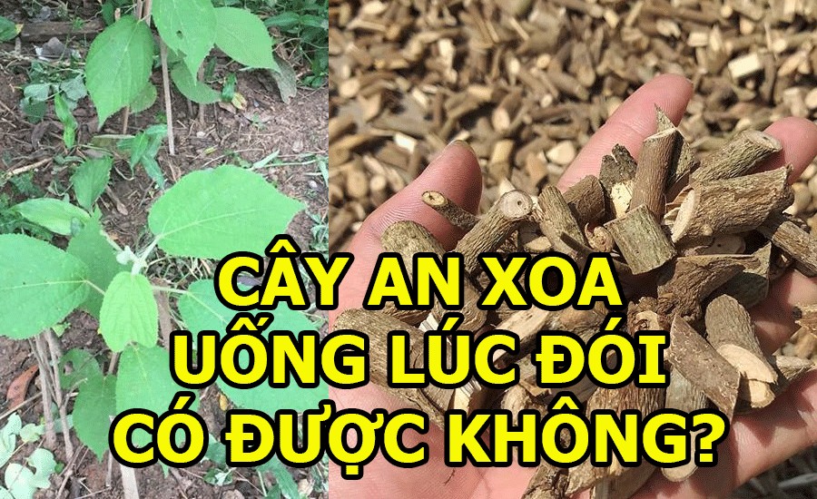 Cây an xoa uống lúc đói có được không? 2