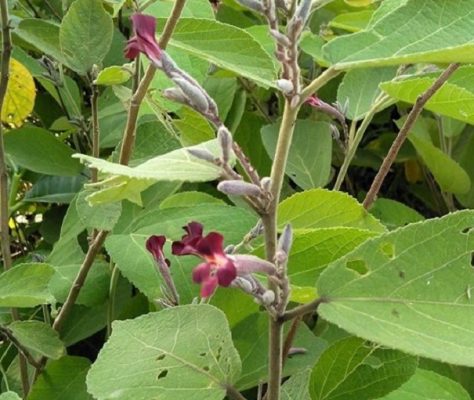 Cây an xoa chũa bách bệnh phải không?