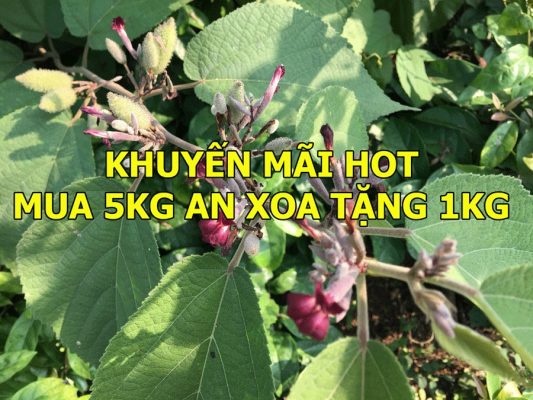 Khuyến mãi: Mua 5kg cây an xoa tặng 1kg dịp tết Nguyên Đán 2020