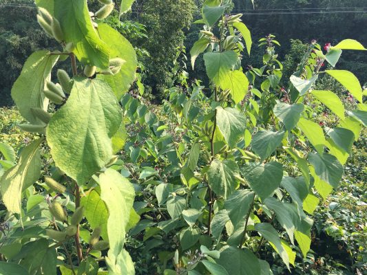 Kỹ thuật trồng chăm sóc Cây An Xoa