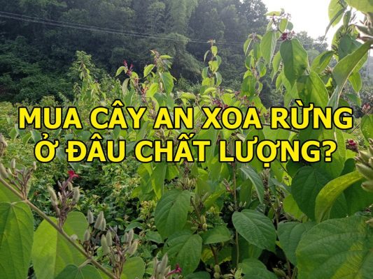 Mua cây an xoa rừng hoa tím ở đâu chất lượng?