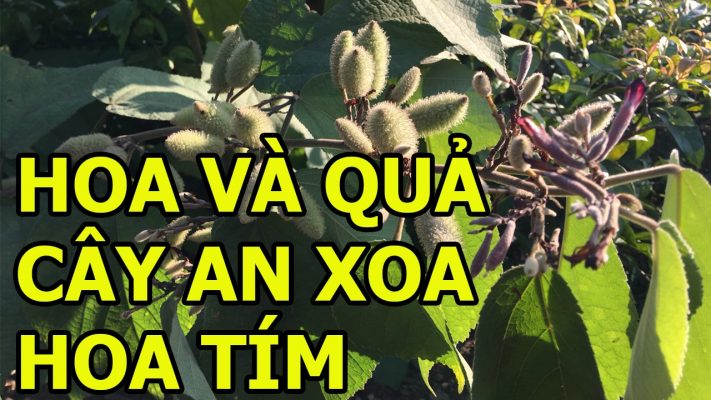 Mùa hoa và quả cây an xoa hoa tím