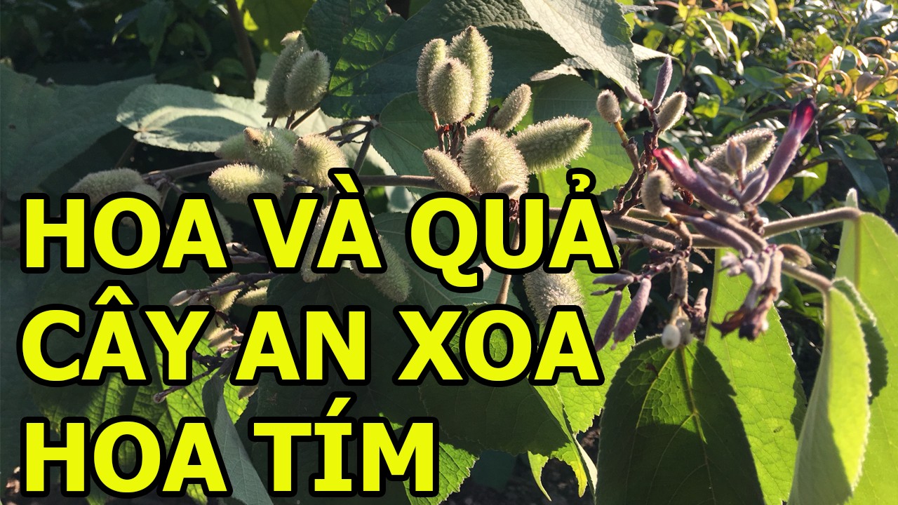 Mùa hoa và quả cây an xoa hoa tím