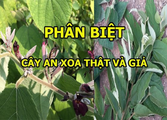 Hướng dẫn phân biệt cây an xoa thật cây an xoa giả