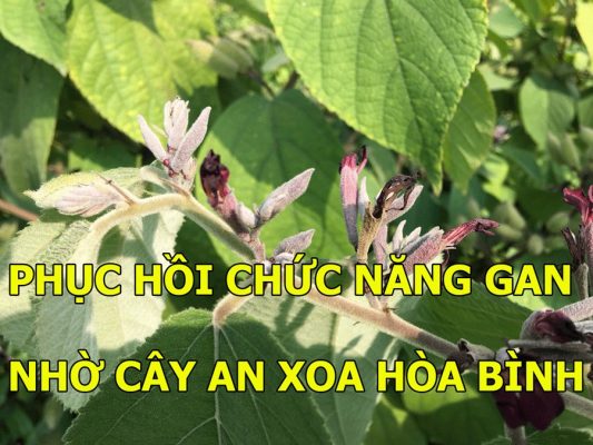Phục hồi chức năng gan nhờ sử dụng cây an xoa