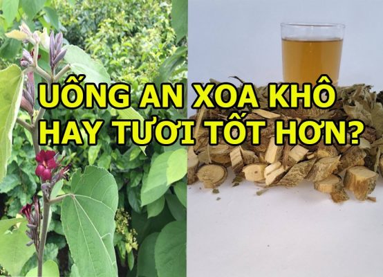 Cây an xoa khô hay cây an xoa tươi tốt hơn?