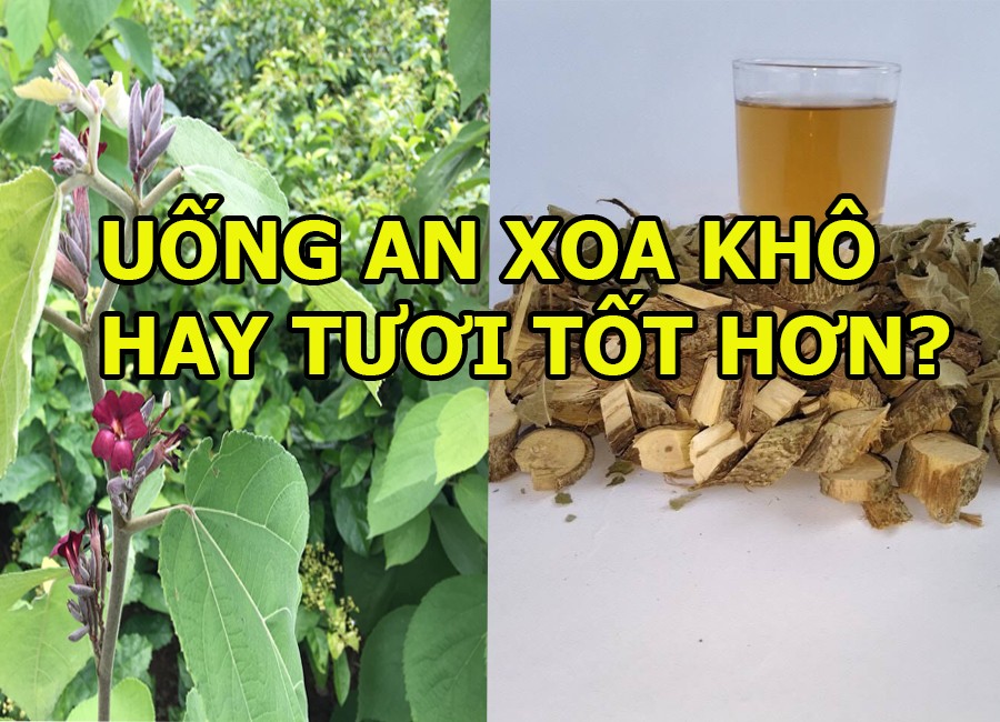 Cây an xoa khô hay cây an xoa tươi tốt hơn?