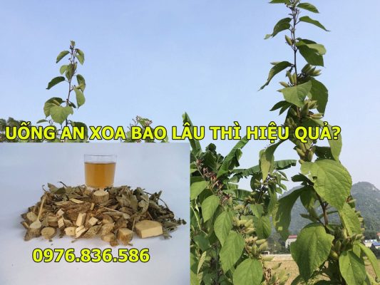Uống cây an xoa bao lâu thì có kết quả?