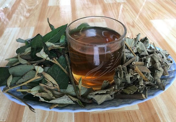 Uống hiều cây an xoa gây vô sinh không?