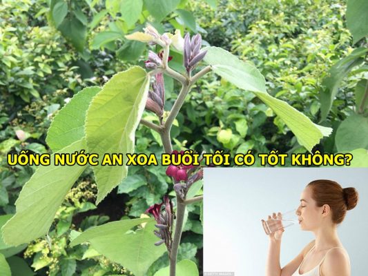 Uống nước cây an xoa buổi tối có tốt không?