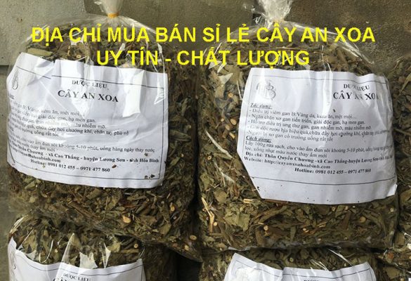 địa chỉ mua bán sỉ lẻ cây an xoa uy tín chất lượng