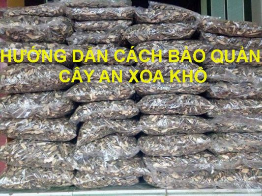 Hướng dẫn cách bảo quản cây an xoa khô