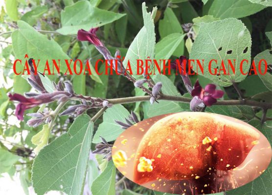 Cây an xoa chữa bệnh men gan cao