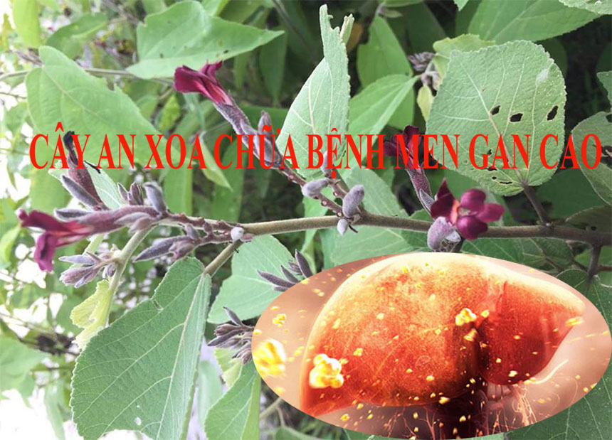Cây an xoa chữa bệnh men gan cao