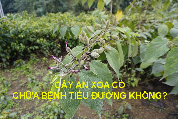 Cây an xoa chữa bệnh tiểu đường không?